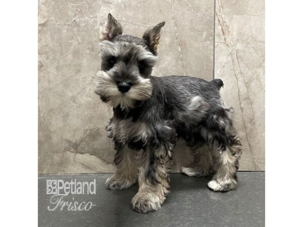 Miniature Schnauzer-Dog-Female-Salt / Pepper-30709-Petland Frisco, Texas