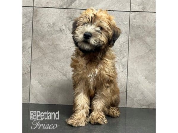 Soft Coated Wheaten Terrier-Dog-Male-Wheaten-30665-Petland Frisco, Texas