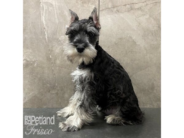 Miniature Schnauzer-Dog-Male-Salt / Pepper-30702-Petland Frisco & Mckinney, Texas