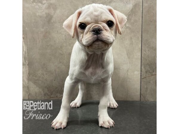 Pug Dog Female Silver Fawn 30719 Petland Frisco, Texas