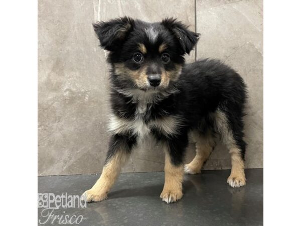 Miniature Australian Shepherd Dog Female Black White and Brown 30721 Petland Frisco, Texas