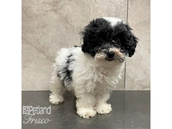 Poochon Dog Female Black / White 30734 Petland Frisco, Texas