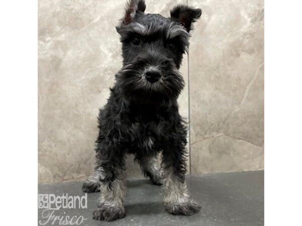 Miniature Schnauzer Dog Male Black / Silver 30738 Petland Frisco, Texas