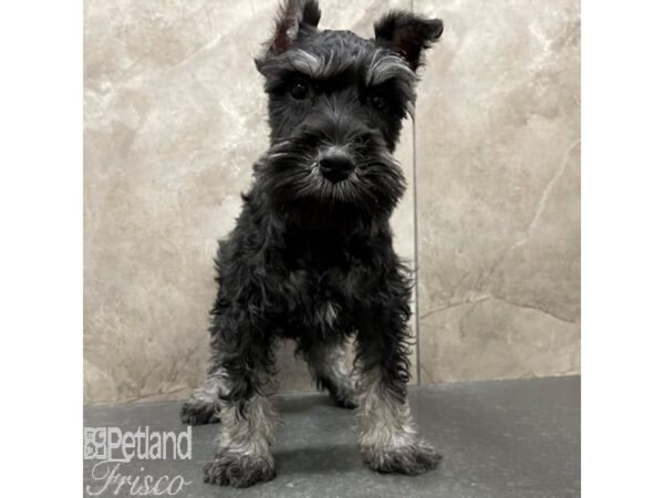 Miniature Schnauzer-Dog-Male-Black / Silver-30738-Petland Frisco & Mckinney, Texas