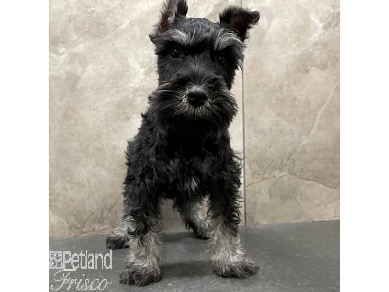 Miniature Schnauzer-Dog-Male-Black / Silver-3868356-Petland Frisco, Texas