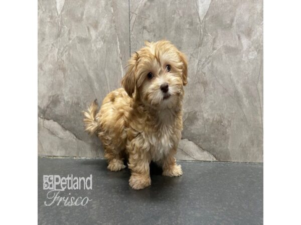 Havanese Dog Female Red Brindle 30741 Petland Frisco, Texas