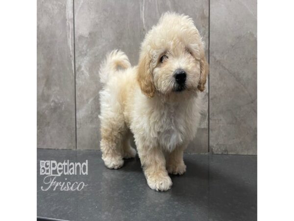 Mini Goldendoodle 2nd Gen Dog Male Golden 30822 Petland Frisco, Texas