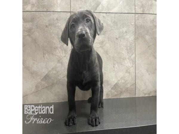 Labrador Retriever-Dog-Female-Silver-30823-Petland Frisco, Texas