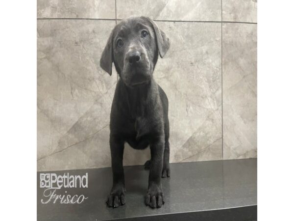 Labrador Retriever Dog Female Silver 30823 Petland Frisco, Texas