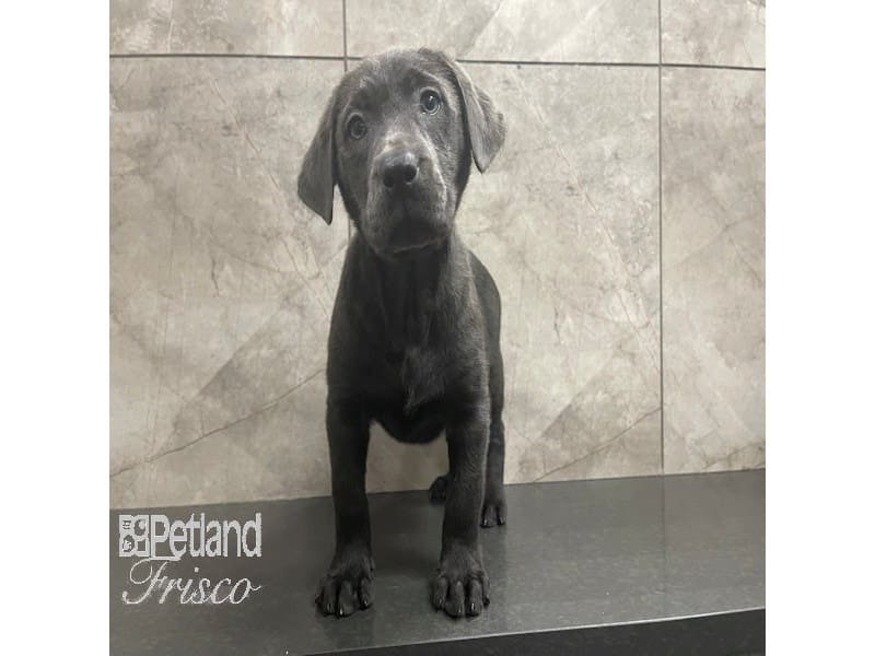 Labrador Retriever-Dog-Female-Silver-3895635-Petland Frisco, Texas