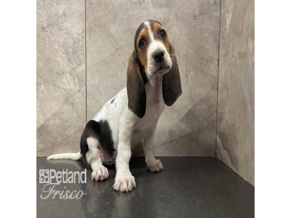 [#30825] Black White and Tan Female Basset Hound Puppies For Sale