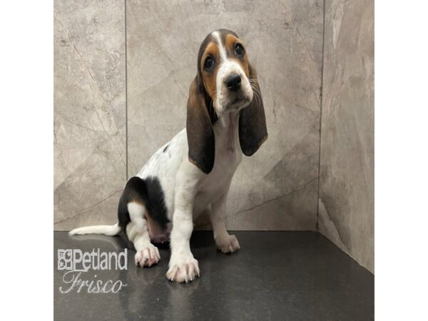 Basset Hound Dog Female Black White and Tan 30825 Petland Frisco, Texas