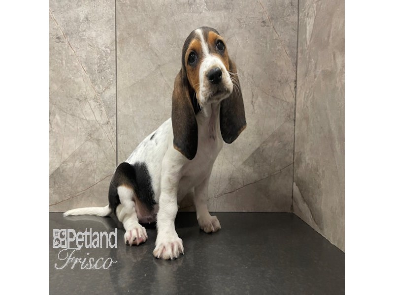 Basset Hound Dog Female Black White and Tan 30825