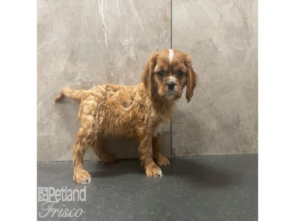 Cavalier King Charles Spaniel Dog Female Ruby 30827 Petland Frisco, Texas