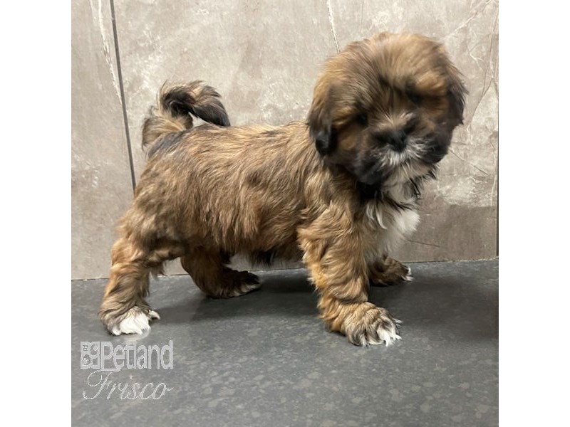 Lhasa ApsoDogMaleRed Gold3895398Petland Frisco, Texas