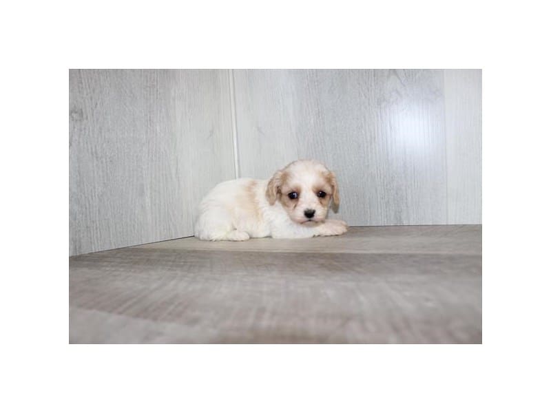 [#30855] Blenheim Female Cavachon Puppies For Sale #1