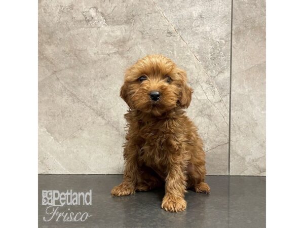 Goldendoodle Mini 2nd Gen-Dog-Female-Red-30832-Petland Frisco & Mckinney, Texas