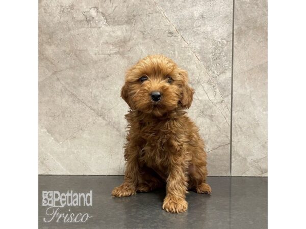 Goldendoodle Mini 2nd Gen Dog Female Red 30832 Petland Frisco, Texas