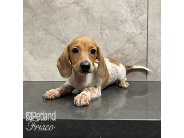 Miniature Dachshund-Dog-Male-Red / White-30866-Petland Frisco, Texas