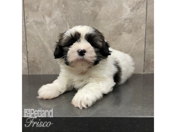 Shih Tzu-Dog-Male-Brindle / White-30864-Petland Frisco & Mckinney, Texas