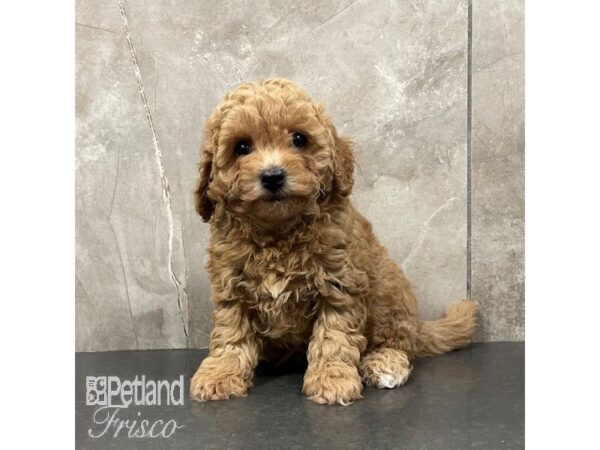 Poochon-Dog-Female-Red-30858-Petland Frisco & Mckinney, Texas