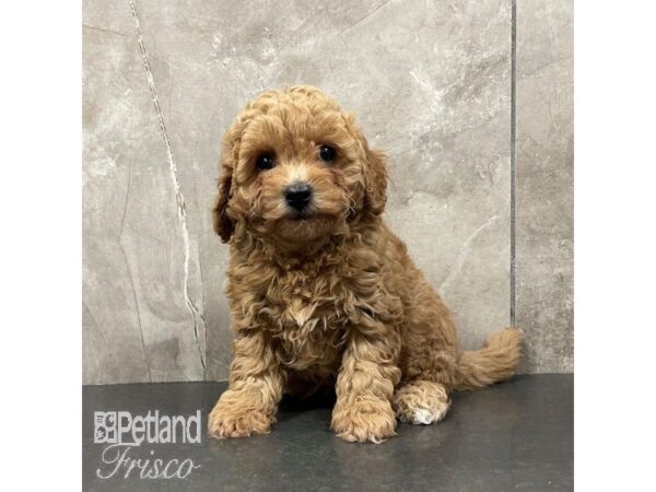 Poochon Dog Female Red 30858 Petland Frisco, Texas