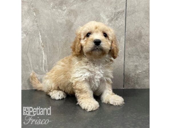 [#30857] Blenheim Male Cavachon Puppies For Sale