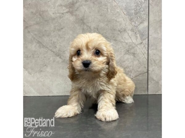 [#30854] Blenheim Female Cavachon Puppies For Sale