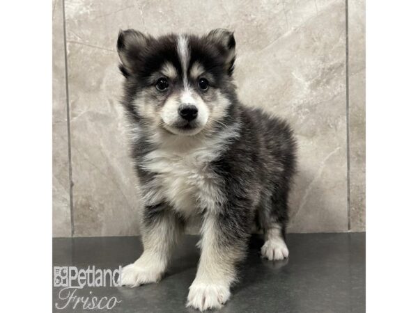 Pomsky Dog Female Black / White 30845 Petland Frisco, Texas