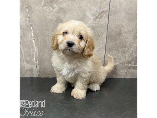 Cavachon Dog Female Blenheim 30852 Petland Frisco, Texas