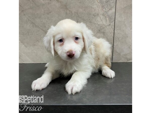 Miniature Australian Shepherd-Dog-Female-Red Merle / White-30850-Petland Frisco & Mckinney, Texas