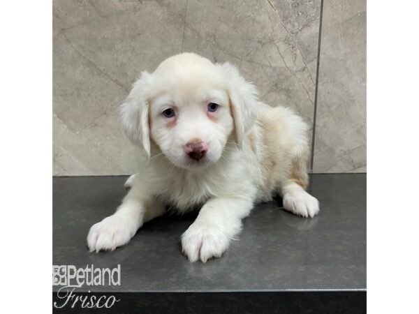 Miniature Australian Shepherd Dog Female Red Merle / White 30850 Petland Frisco, Texas