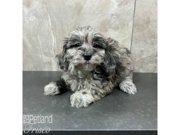 Daisy Dog-Dog-Female-Blue Merle-30846-Petland Frisco & Mckinney, Texas