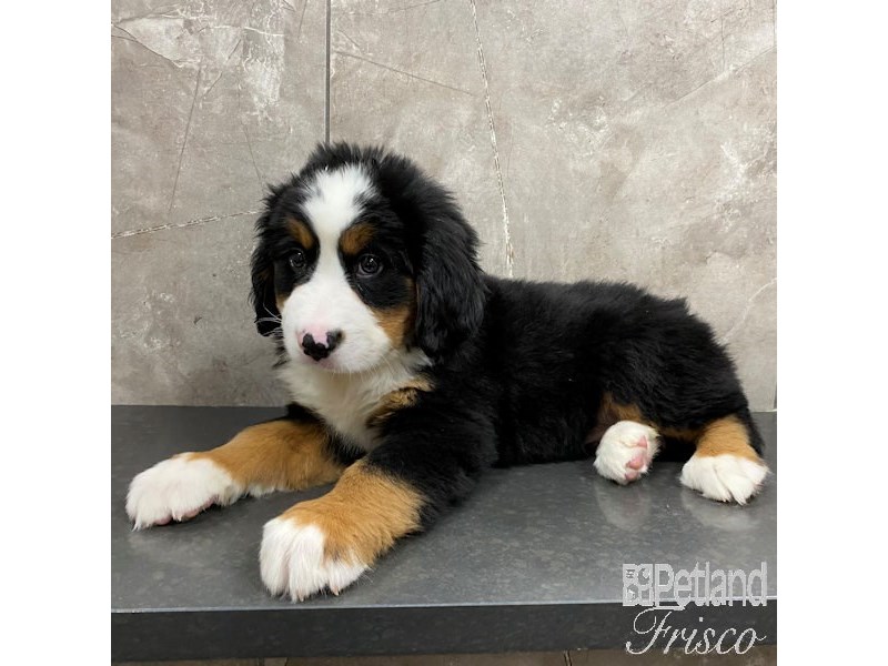 Bernese Mountain Dog Dog Male Tri-Colored 30843