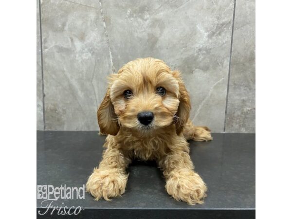 Cavapoo-Dog-Female-Red-30865-Petland Frisco, Texas