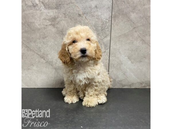 Goldendoodle Mini 2nd Gen Dog Female Cream 30836 Petland Frisco, Texas