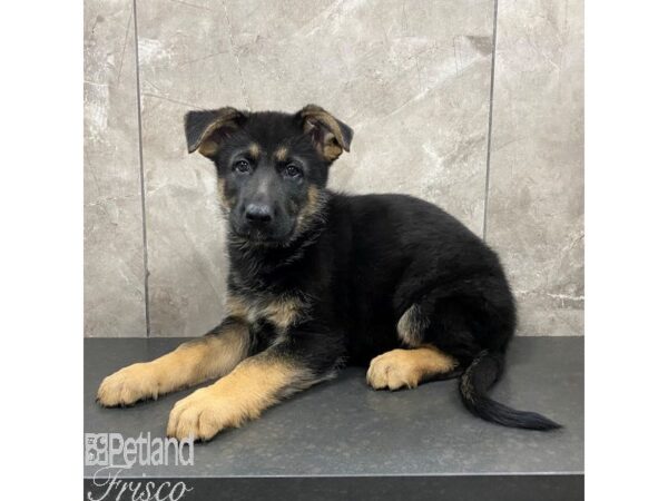 German Shepherd Dog Dog Male Black / Tan 30829 Petland Frisco, Texas