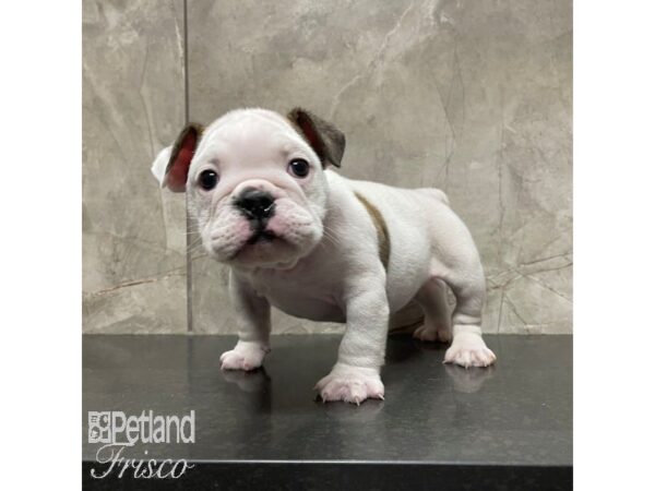 Bulldog Dog Male Red 30881 Petland Frisco, Texas