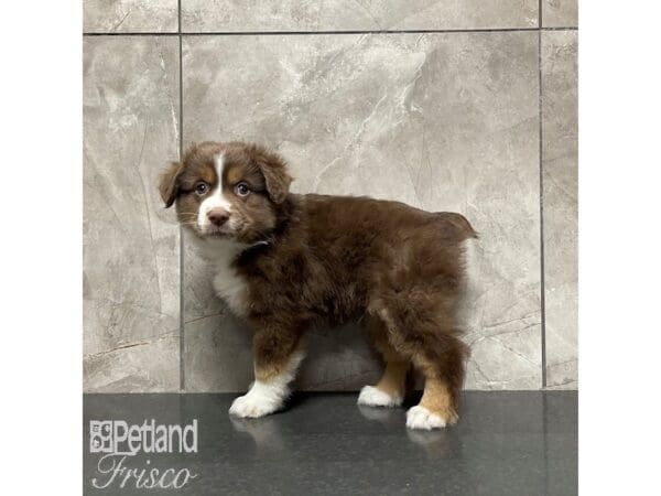 [#30848] Red Tri Male Miniature Australian Shepherd Puppies For Sale