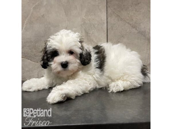 Daisy Dog Dog Male Brown / White 30849 Petland Frisco, Texas