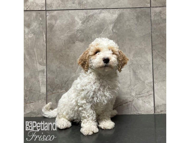 [#30837] Cream / White Female Goldendoodle Mini 2nd Gen Puppies For Sale #1