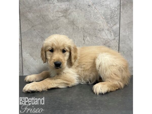 Golden Retriever-Dog-Female-Golden-30831-Petland Frisco & Mckinney, Texas
