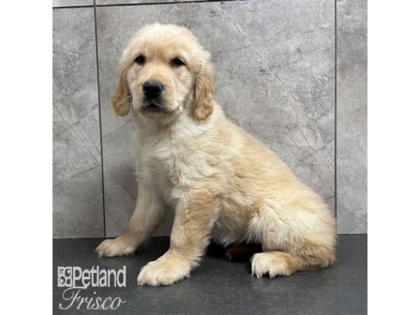 Golden Retriever-Dog-Female-Light Golden-30830-Petland Frisco, Texas