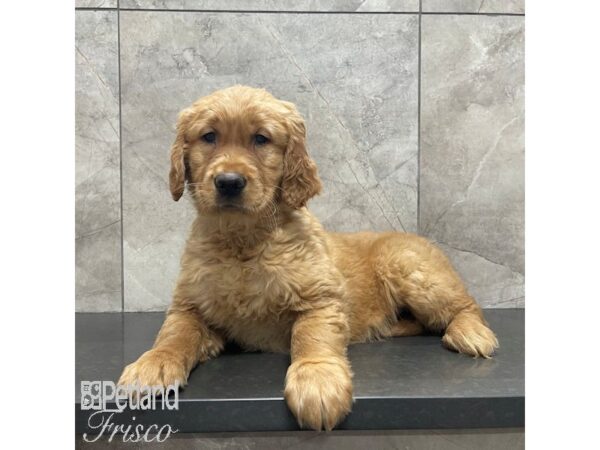 Golden Retriever Dog Male Dark Golden 30838 Petland Frisco, Texas