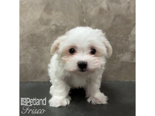 Maltese-Dog-Female-White-30878-Petland Frisco, Texas