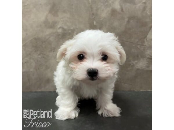 Maltese-Dog-Female-White-30878-Petland Frisco & Mckinney, Texas