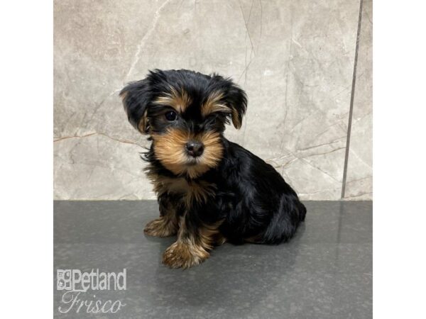 Yorkshire Terrier Dog Female Black / Tan 30875 Petland Frisco, Texas