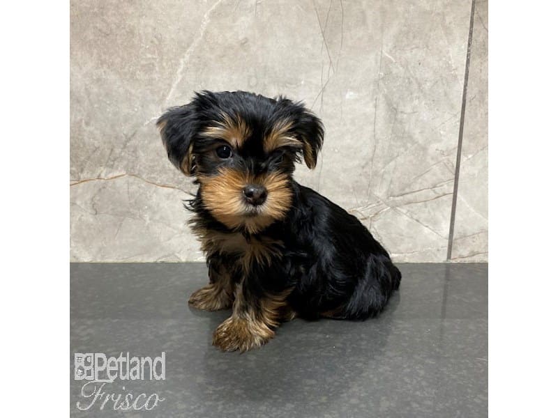 Yorkshire Terrier-Dog-Female-Black / Tan-3898086-Petland Frisco, Texas