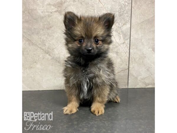 Pomeranian Dog Male Sable 30856 Petland Frisco, Texas