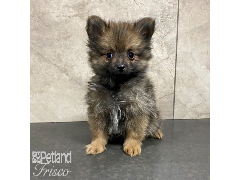 Blue deals sable pomeranian